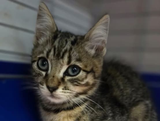 Adopt a kitten General enquiry 