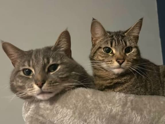 Cassie and Freddie. Indoor bonded pair