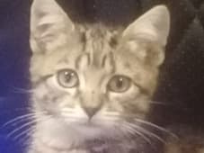 Gus