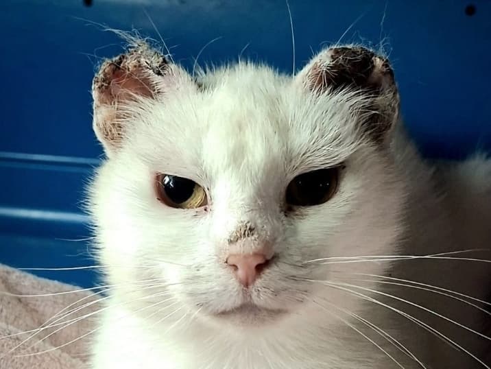 Lulu