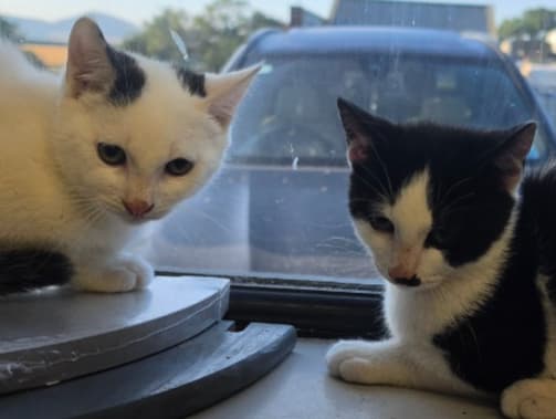Blizzard and Domino 