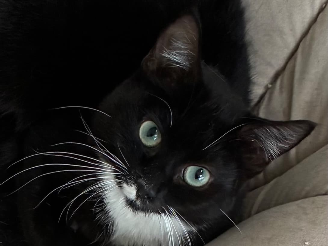 Penny