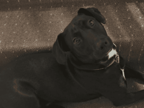 Alfie
