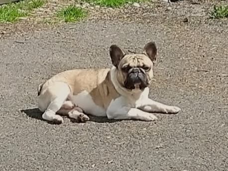 Enzo
