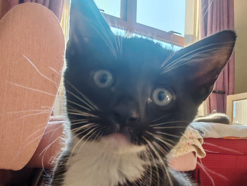 Oscar