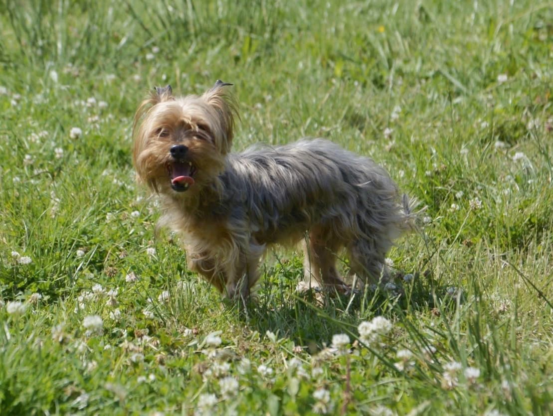 Lexy