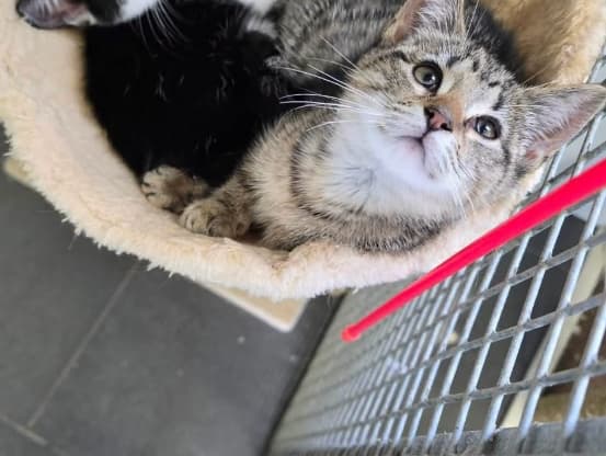 Pepper and Boo