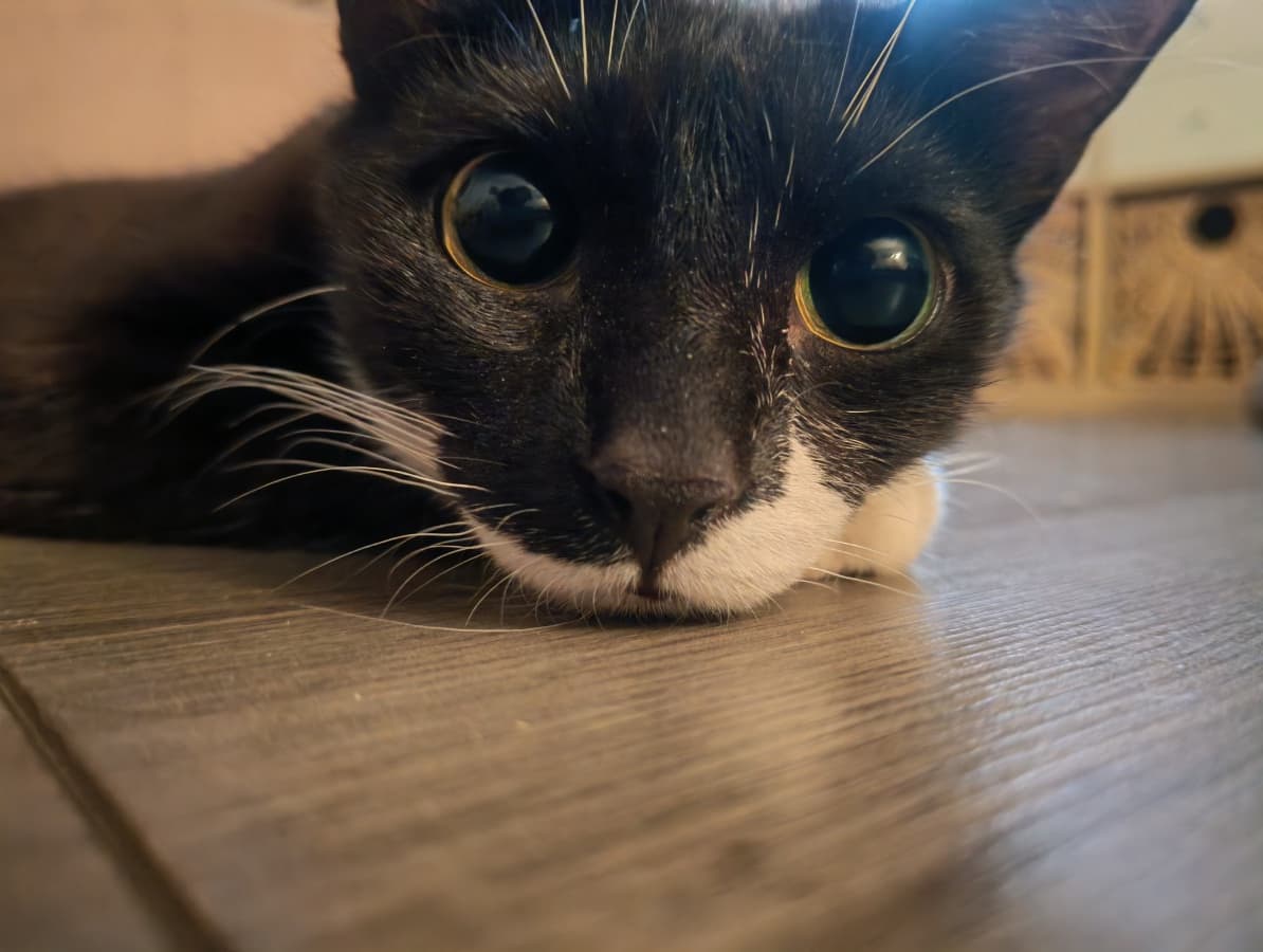 Coco