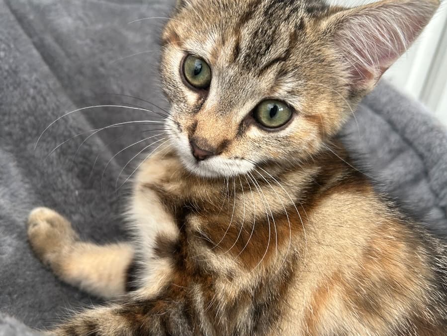 Kittens 