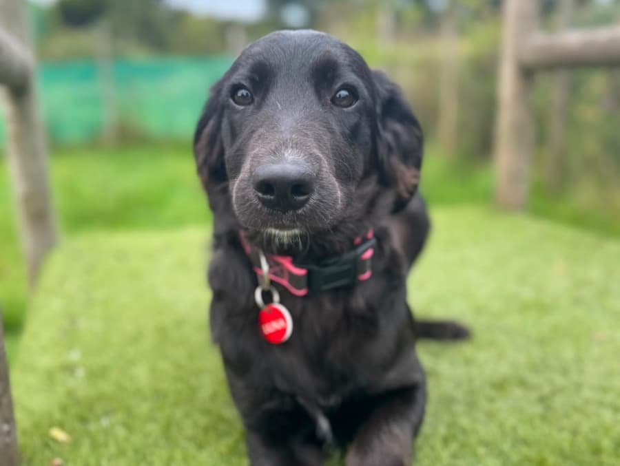 Luna