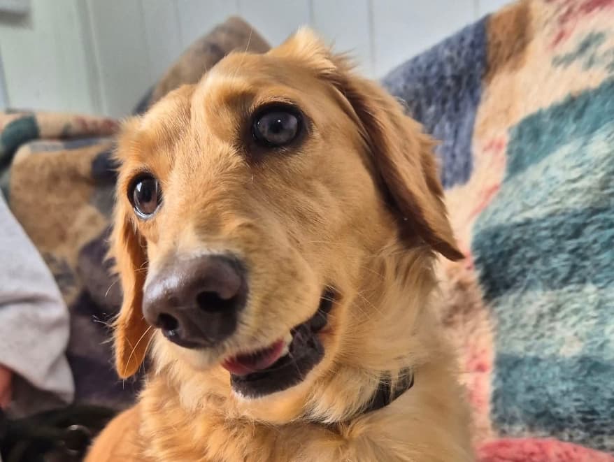 Heidi