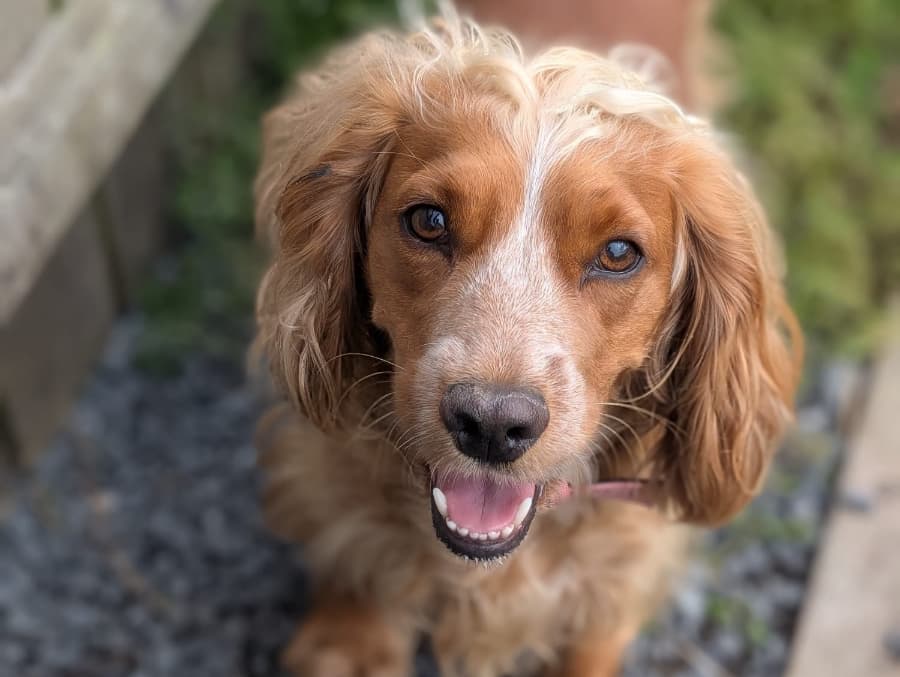Bonnie