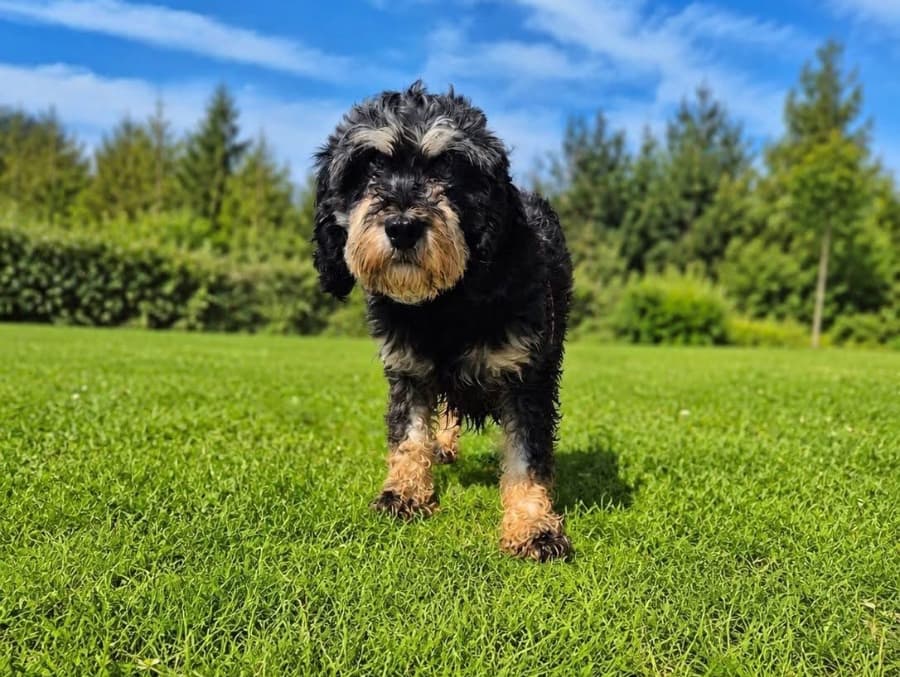 Teagan