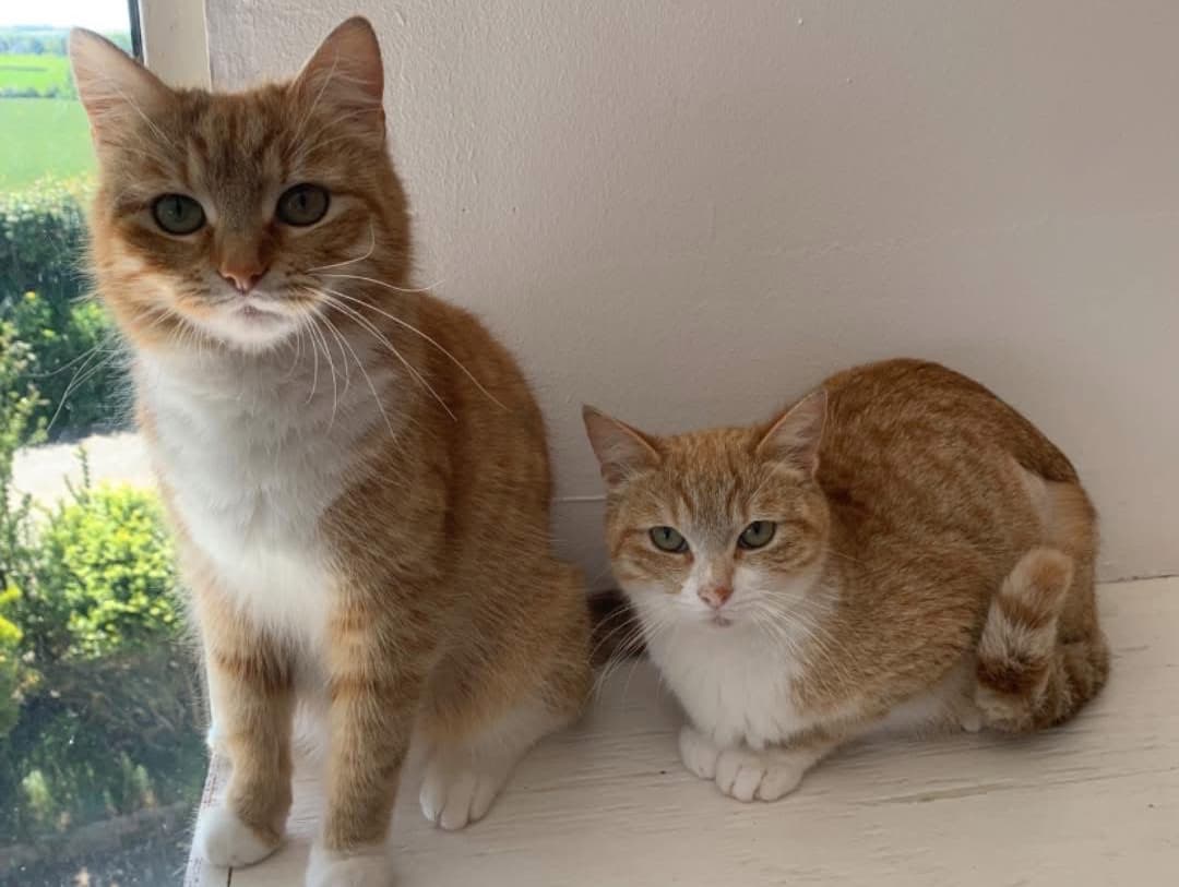 Sarabi & Zira