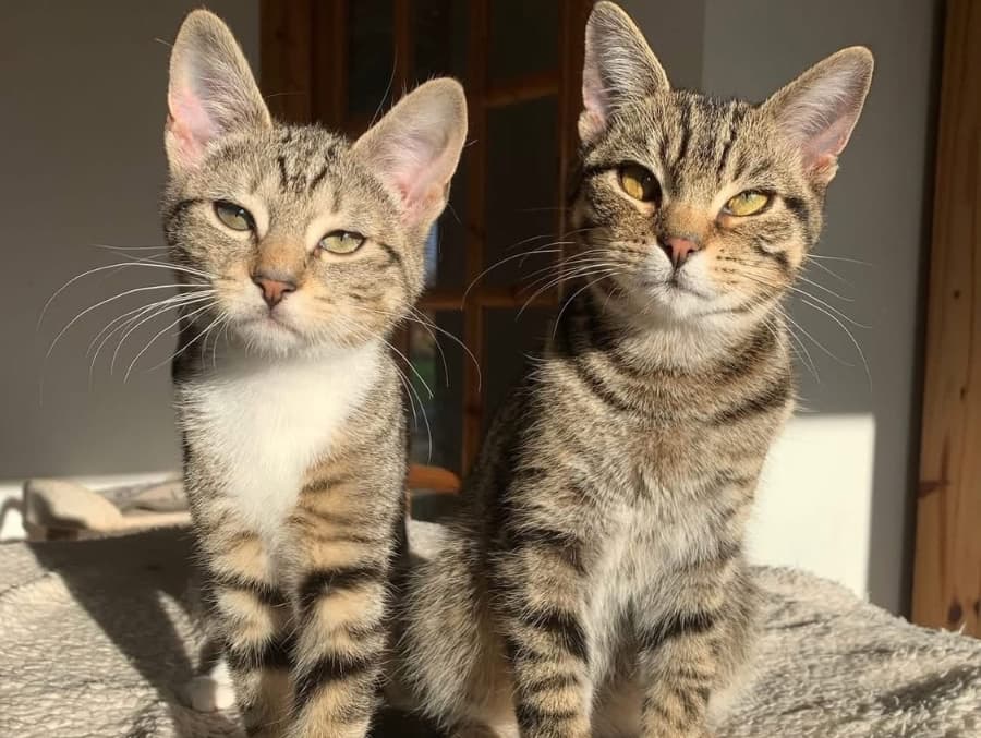 Hiccup & Maple