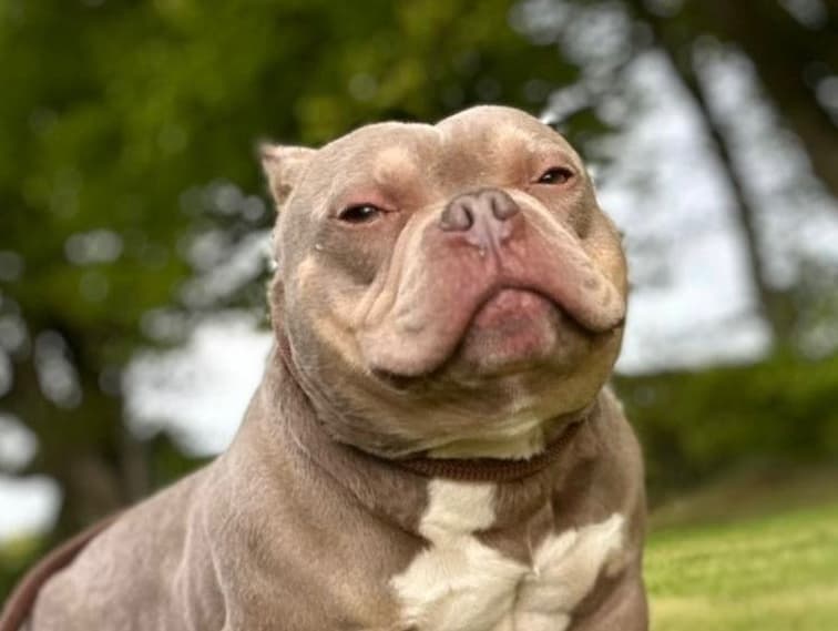 Meatball