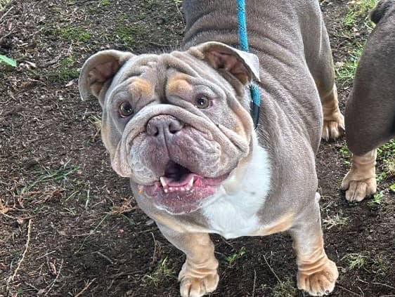 Doris