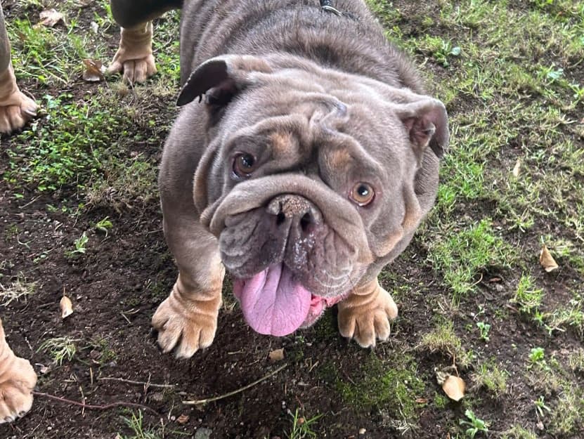 Darla