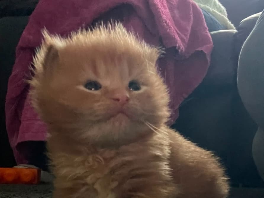 Cheddar