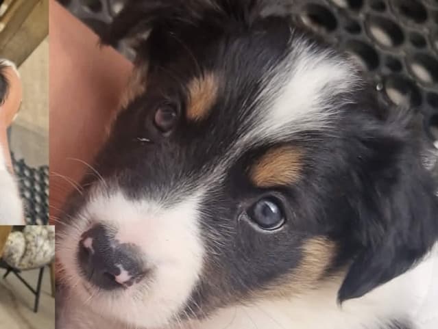 Duke