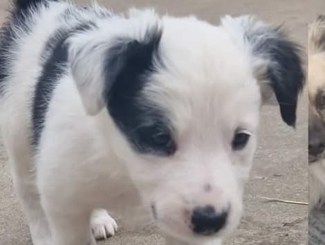 Kobie