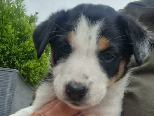 Sadie