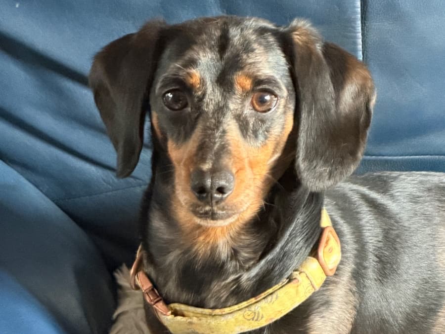 Sammy
