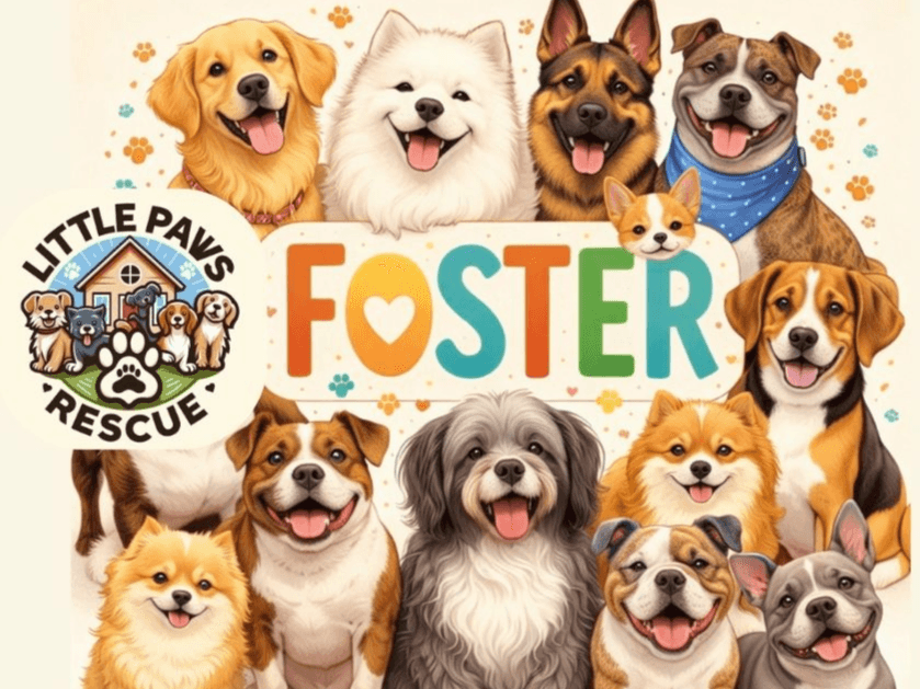 Foster for Little Paws! 