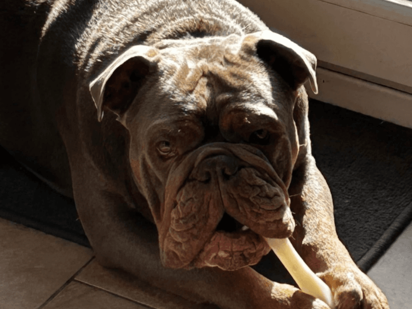 Expression of Interest in Bull Breeds 