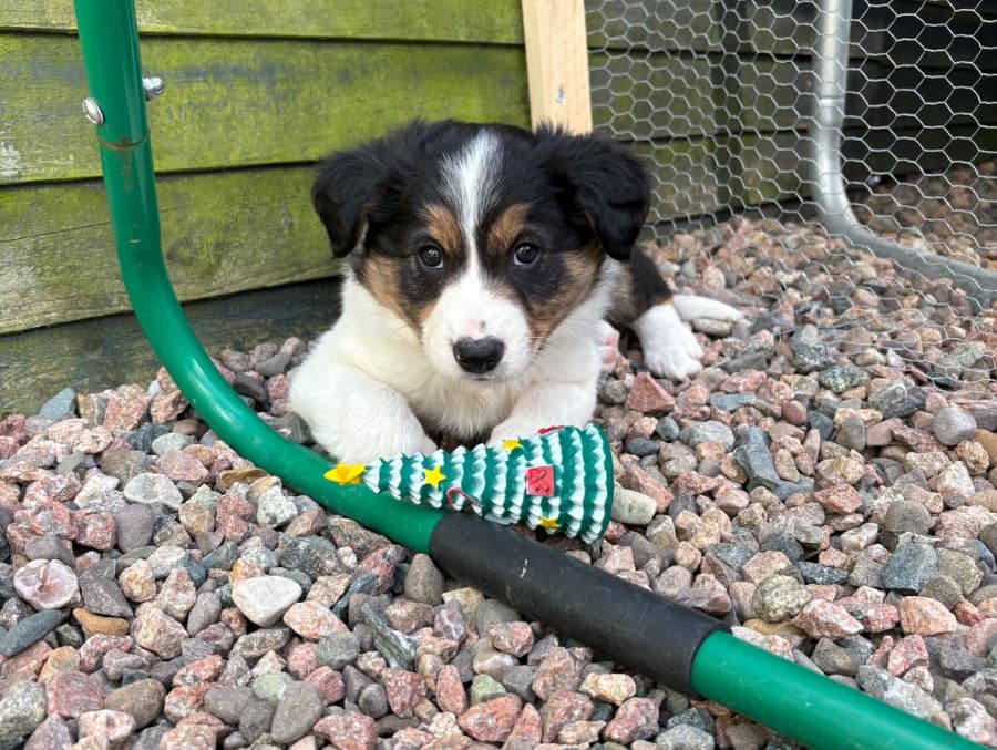 Buster