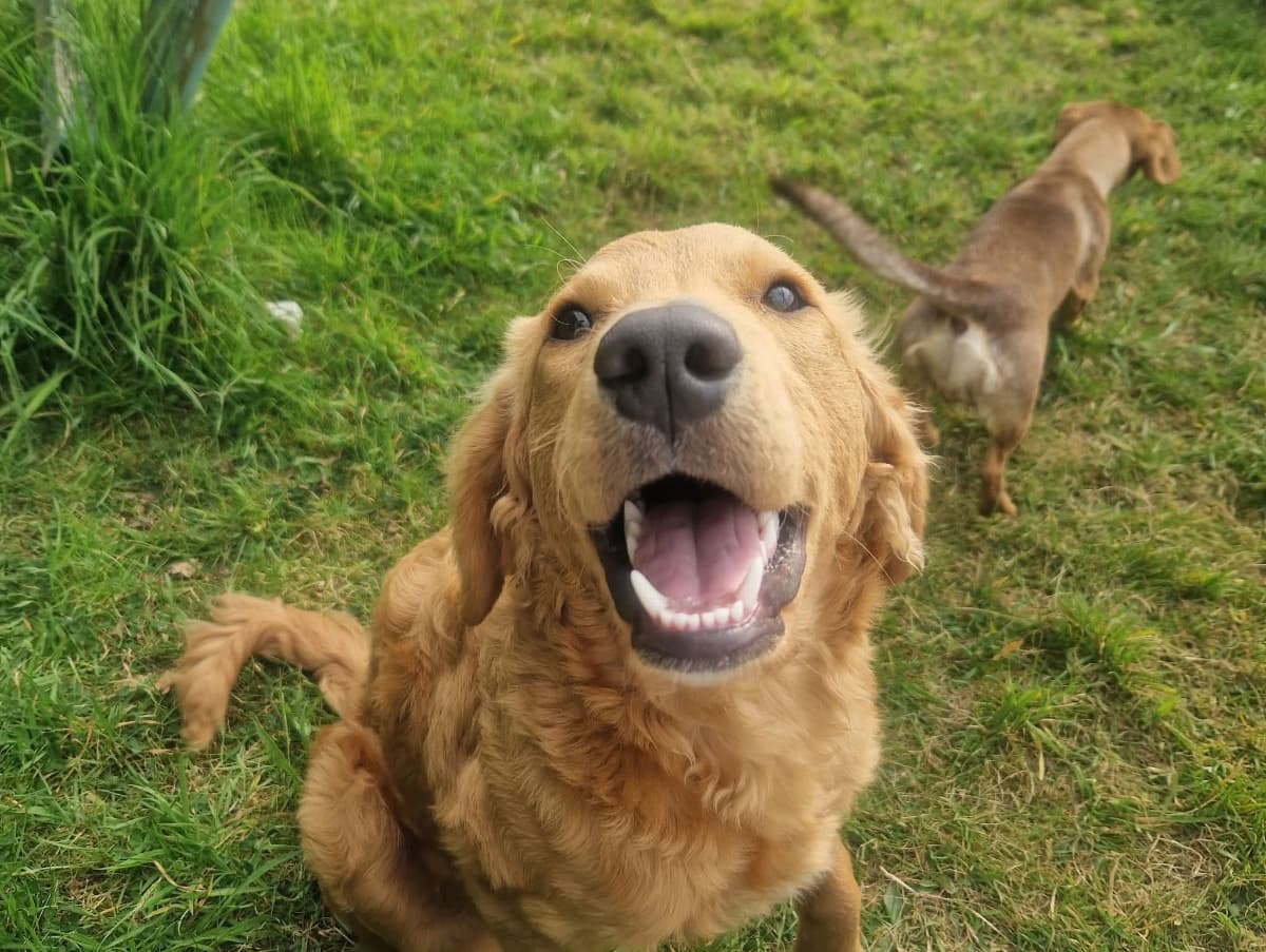 Dougie