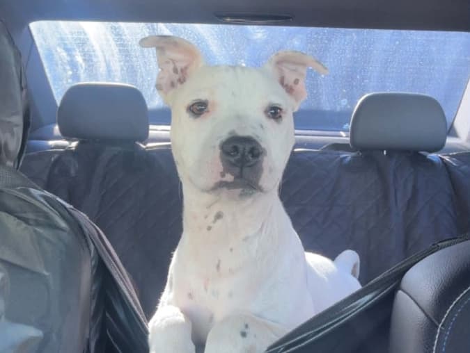 Enzo 