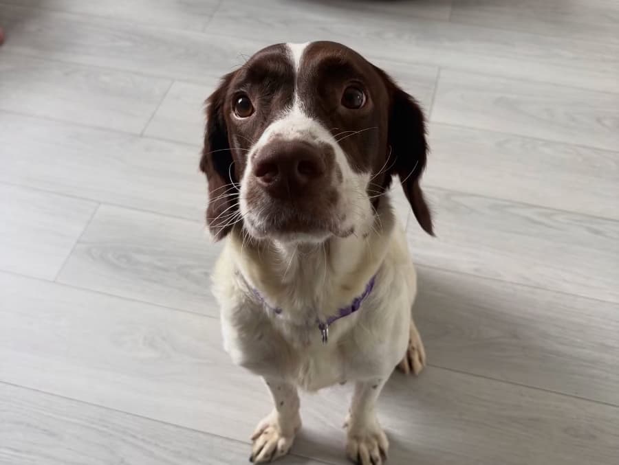 Freya 