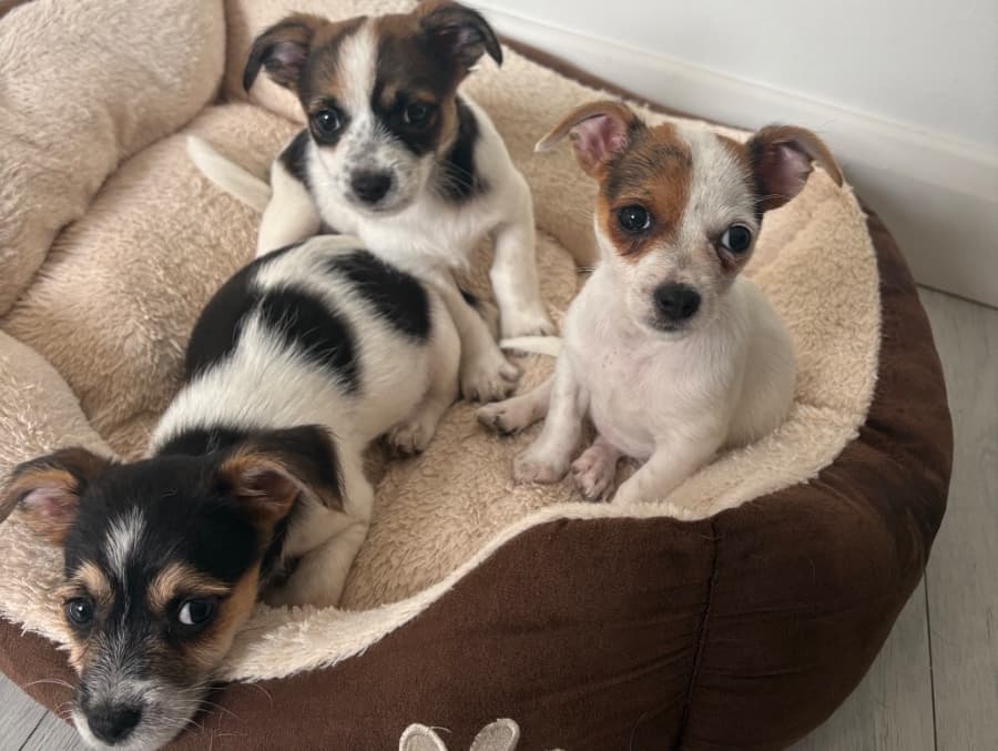 Jack Russell pups