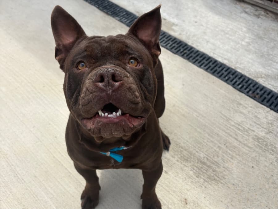 Louie