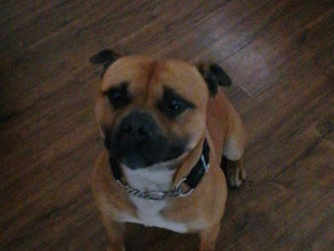 Apollo