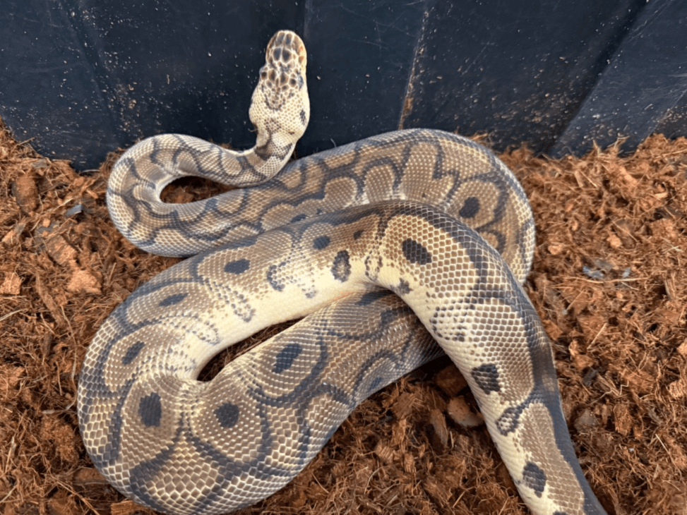 Krusty- Royal Python