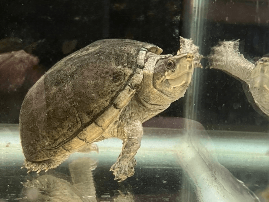 Tootle- Musk Turtle