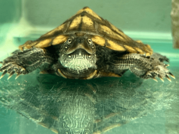 Edwina- Mississippi Map Turtle