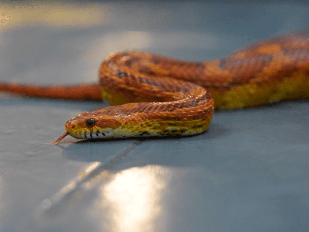 Mars- Corn snake 