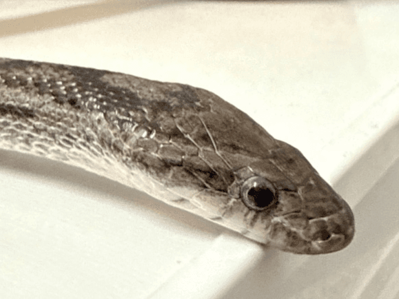 Diego- rat snake 
