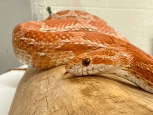 Billy- corn snake 