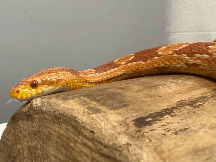 Samantha- Corn snake