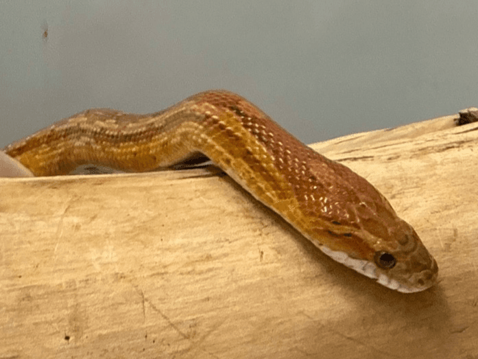 Cleo- corn snake