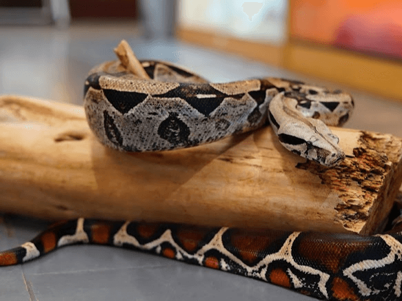 Ozzy- Red Tail Boa