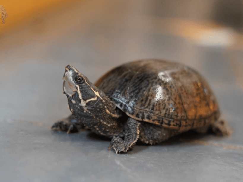 Frosty- musk turtle