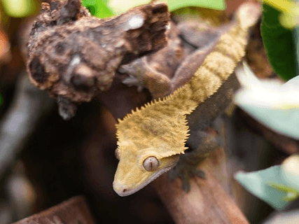 Pudding- Crested Gecko