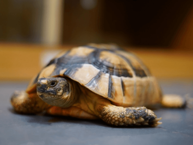 Tilly- Marginated tortoise