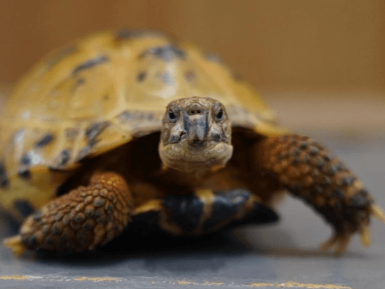 Joy- Horsfield tortoise