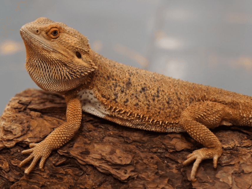 Bill- Bearded dragon